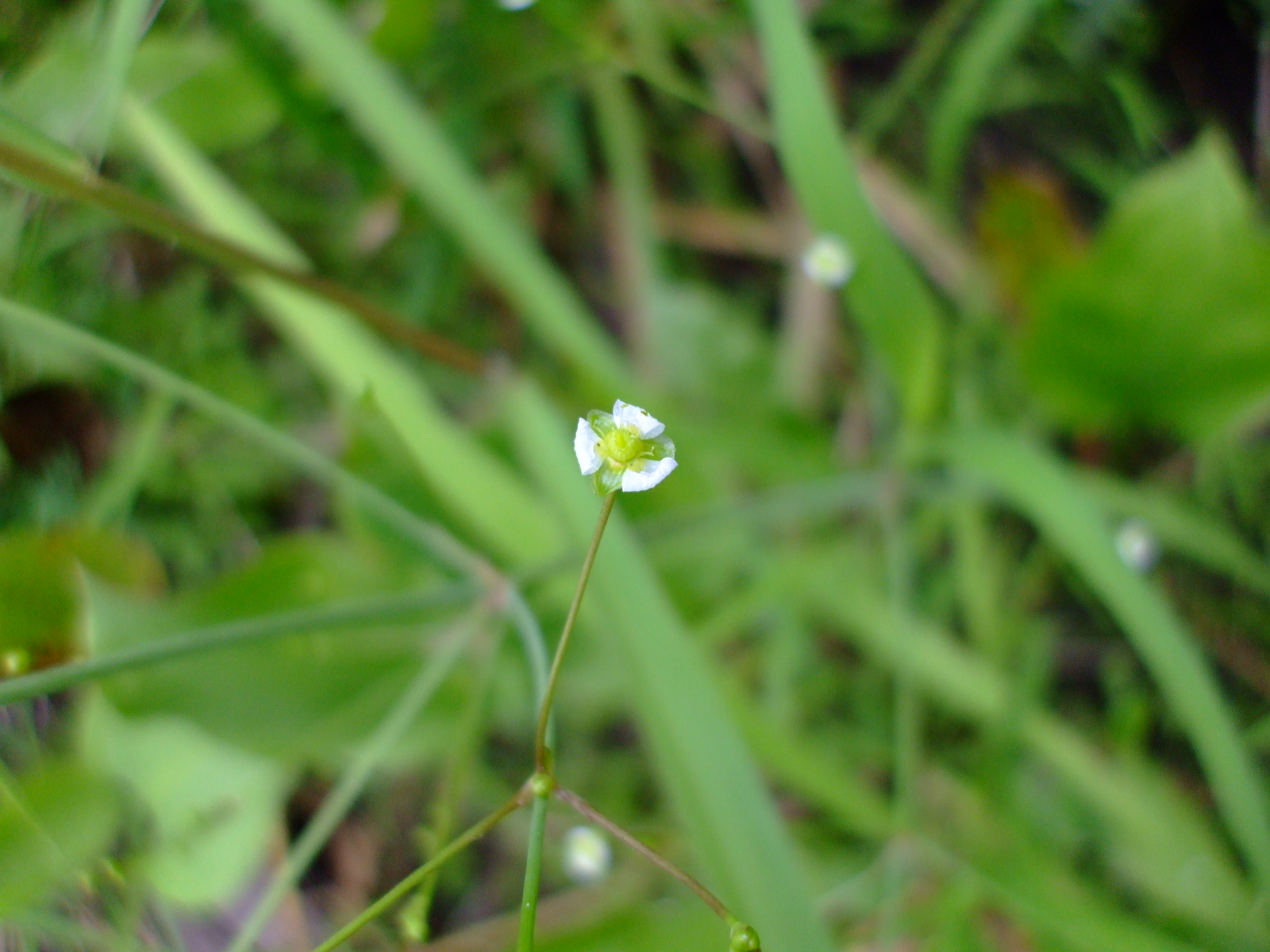 Alisma subcordatum